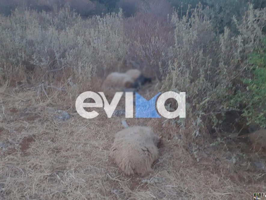 Εύβοια: Δεκάδες πρόβατα βρήκαν φρικτό θάνατο όταν απεβίωσε ο βοσκός που τα πρόσεχε (εικόνες)
