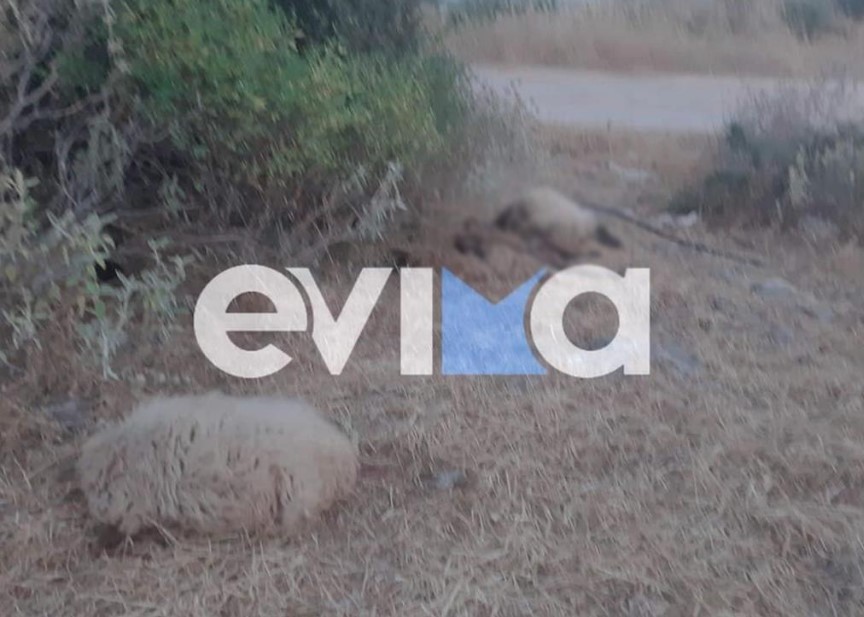 Εύβοια: Δεκάδες πρόβατα βρήκαν φρικτό θάνατο όταν απεβίωσε ο βοσκός που τα πρόσεχε (εικόνες)